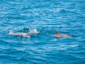 Dolphins swimming near a private boat tour in Split, Croatia