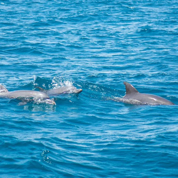 Dolphins swimming near a private boat tour in Split, Croatia