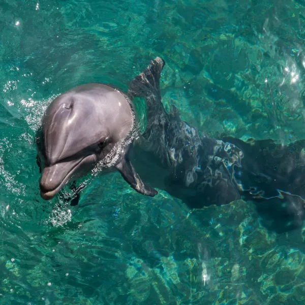 Dolphin spotted in the Adriatic Sea during a boat trip in Croatia