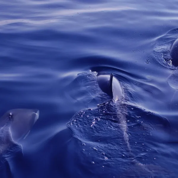 Dolphins swimming in the Adriatic Sea during a private boat tour
