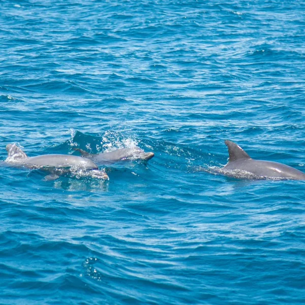 Dolphins adriatic sea private boat tour split.webp